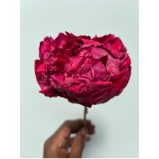 Freeze dried peony / Burgundy 