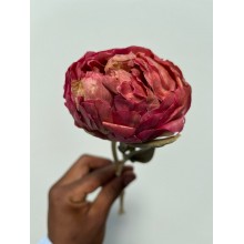 Freeze dried peony / Pink