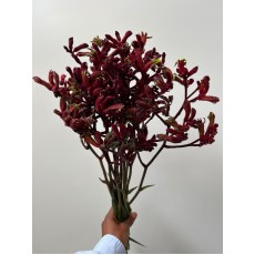 Anigozanthos Red - Kangaroo Paw 