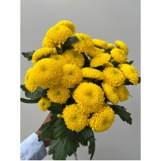 Chrysanthemum - Lemoncella 75cm 