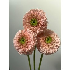 Gerbera Himalia