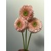 Gerbera Himalia