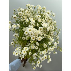 Daisy Feverfew