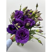 Lisianthus - Purple / Standard 