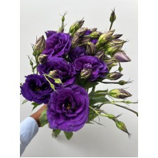 Lisianthus - Purple / Standard 