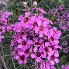 Geraldton Wax Flower