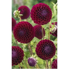 Dahlia Downham Royal Vander fax