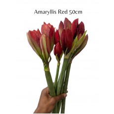 Amaryllis Red 