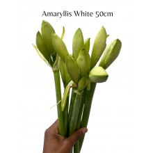 Amaryllis White 