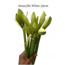 Amaryllis White 