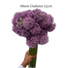 Allium Gladiator 80cm