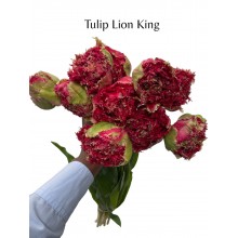 Tulip - Lion King 50cm Tulip - Lion King 50cm
