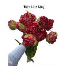 Tulip - Lion King 50cm Tulip - Lion King 50cm