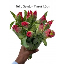 Tulip Seadov Parrot 36cm