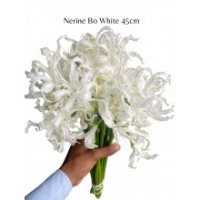 Nerine Bo White Nerine Bo White