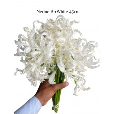 Nerine Bo White 
