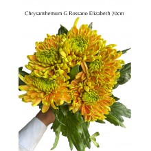 Chrysanthemum - Rossano Elizabeth