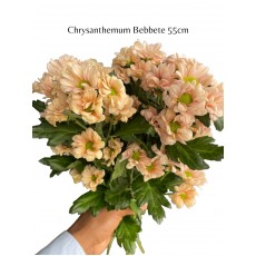 Chrysanthemum - Bebbete 