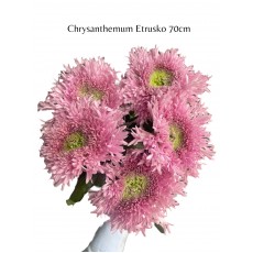 Chrysanthemum Etrusko