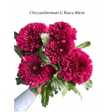 Chrysanthemum - Barca 