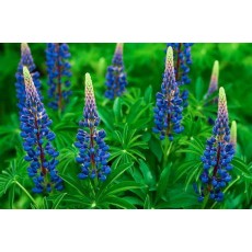 Lupinus Flower