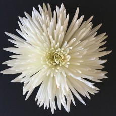 Chrysanthemum - White 70cm