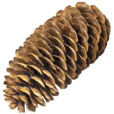 Pine Cone 