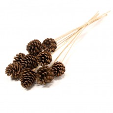 Pine Cone On Stem