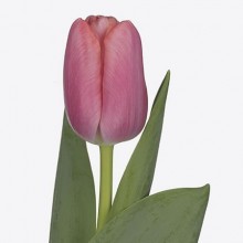 Tulip - Tresor