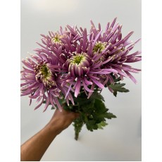 Chrysanthemum - Purple