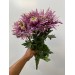 Chrysanthemum - Purple