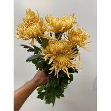 Chrysanthemum - Mustard 