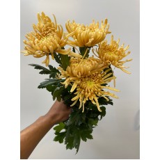 Chrysanthemum - Mustard 