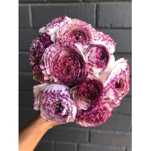 Ranunculus - Purple Picottee