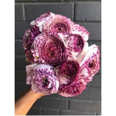 Ranunculus - Purple Picottee