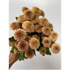 Chrysanthemum - Brown Santini 