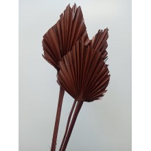Palm spear brown 
