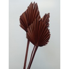 Palm spear brown 