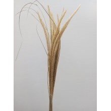 Pennisetum 130cm 