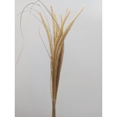 Pennisetum 130cm 