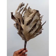 Philodendron Dried 