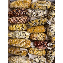 Corn Decomix 