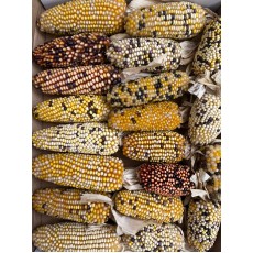 Corn Decomix 