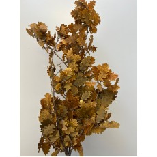 Oak Preserved Yellow (Dried)