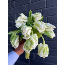 Tulip - Madonna Tulip - Madonna