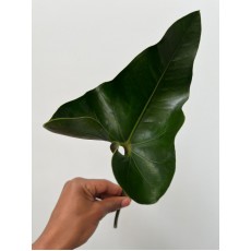 Anthurium leaf 