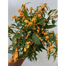 Euphorbia sun stream