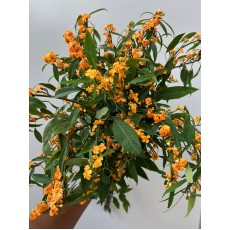 Euphorbia sun stream