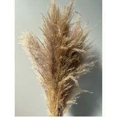 Preserve Natural Pampas