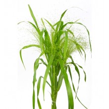 Panicum Fountain 